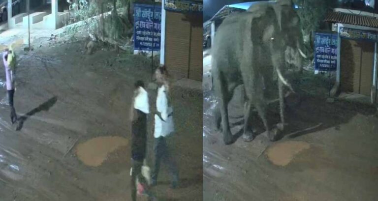 दंतैल हाथियों की रहवासी इलाके में दस्तक, बार-बाल बचे राहगीर