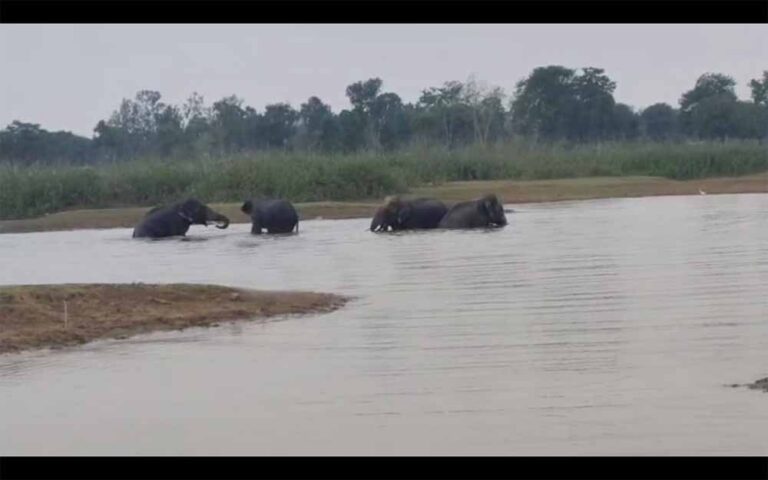 चार दंतैल हाथियों का एक दल तलाब में अठखेलियां करते आया नजर