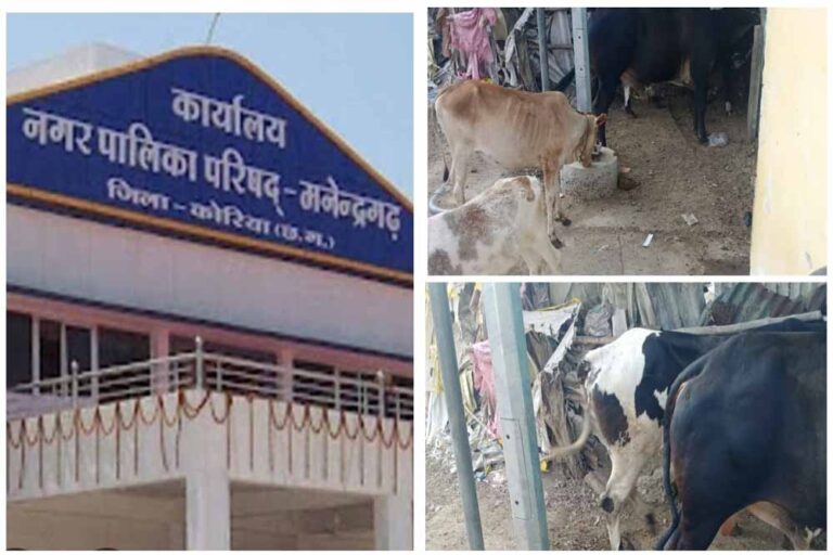 मनेंद्रगढ़ बस स्टैंड क्षेत्र में पशुपालन से वार्ड वासियों का जनजीवन बेहाल, नगर पालिका प्रशासन मौन