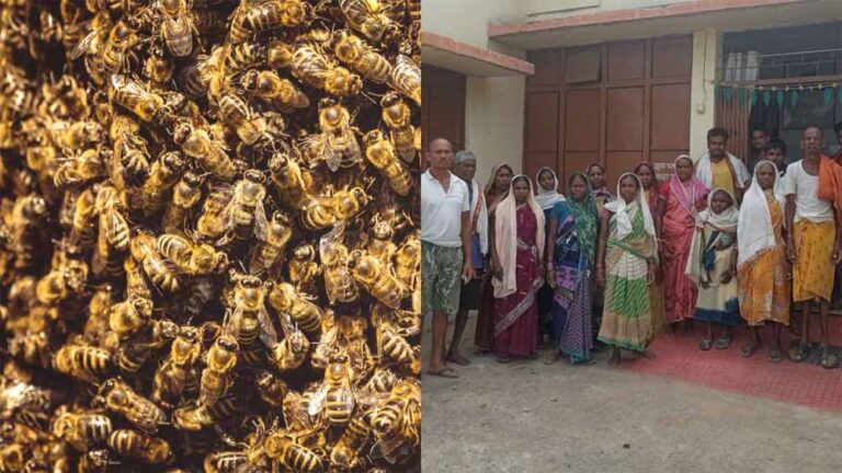 बालोद में मधुमक्खियों के हमले में 15 मजदूर घायल