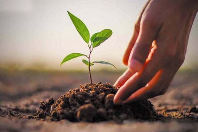 उत्तर बस्तर कांकेर : स्कूल, छात्रावास परिसर, रिक्त मैदानों व सड़कों के किनारे सघन पौधरोपण कराएं- कलेक्टर