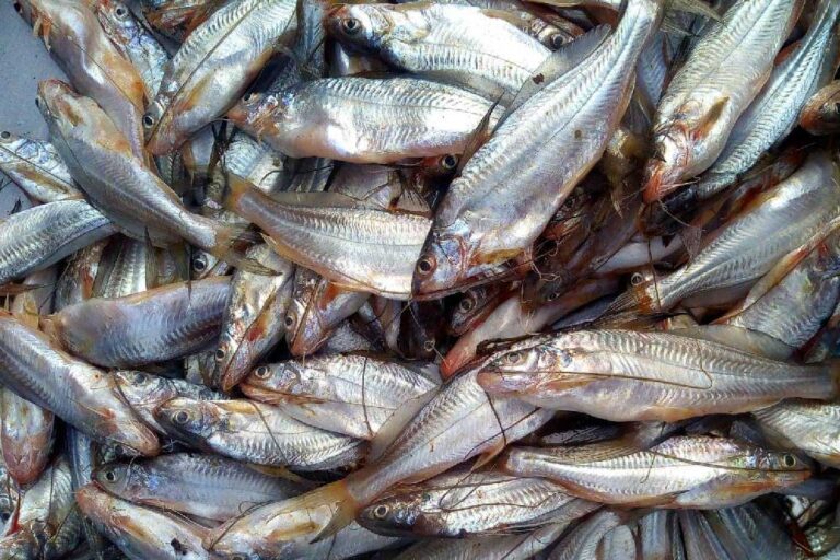 महासमुंद : ग्रामीण स्वरोजगार प्रशिक्षण संस्थान में मछली पालन एवं मशरूम उत्पादन प्रशिक्षण के लिए सुनहरा अवसर