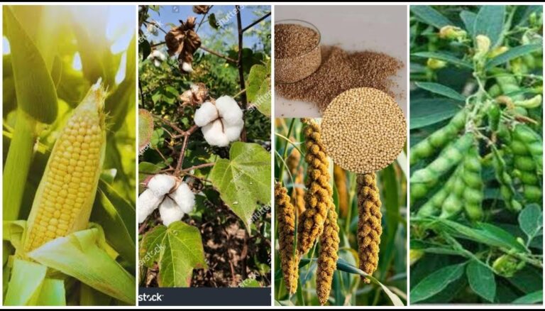 दलहन, तिलहन, मक्का, कोदो, कुटकी, रागी एवं कपास की फसल लेने वालों को भी मिलेगा कृषक उन्नति योजना का लाभ….