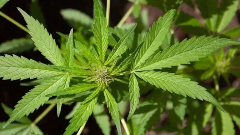 हाईकोर्ट ने राज्य में भांग की खेती को वैध घोषित करने की मांग पर जनहित याचिका खारिज