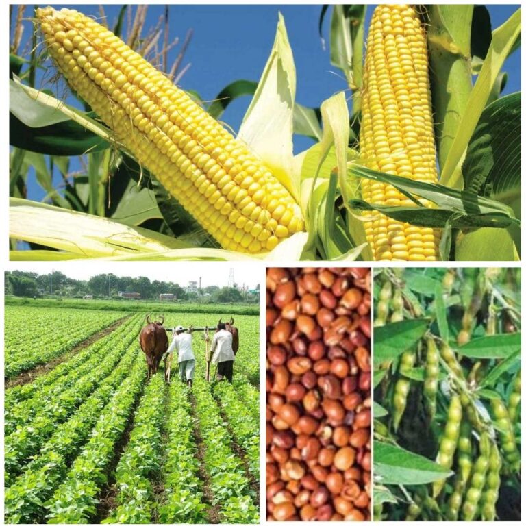 दलहन, तिलहन, मक्का, कोदो, कुटकी, रागी एवं कपास की फसल लेने वालों को भी मिलेगा कृषक उन्नति योजना का लाभ