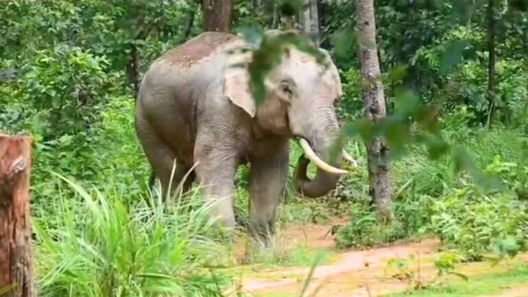 24 घंटे तक मचाया आतंक, खेत उजाड़ने और युवक पर हमला करने के बाद जंगल लौटा हाथी