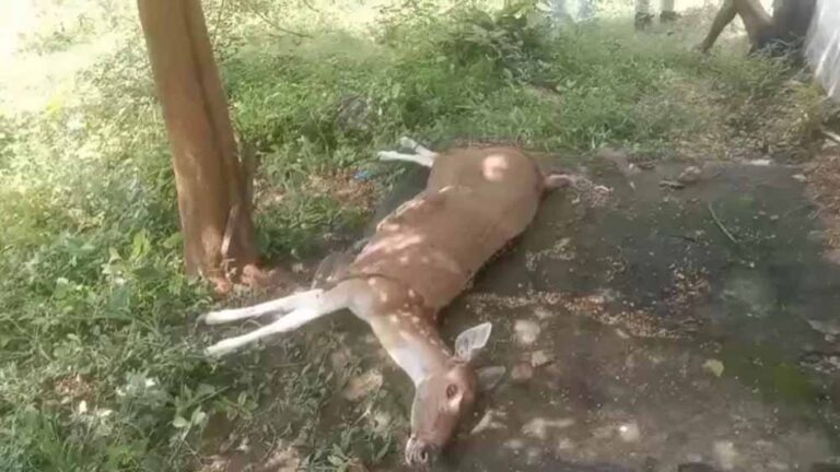 कुत्तों के हमले में घायल गर्भवती हिरणी की मौत, वन अधिकारियों ने पहुंचाया था अस्पताल