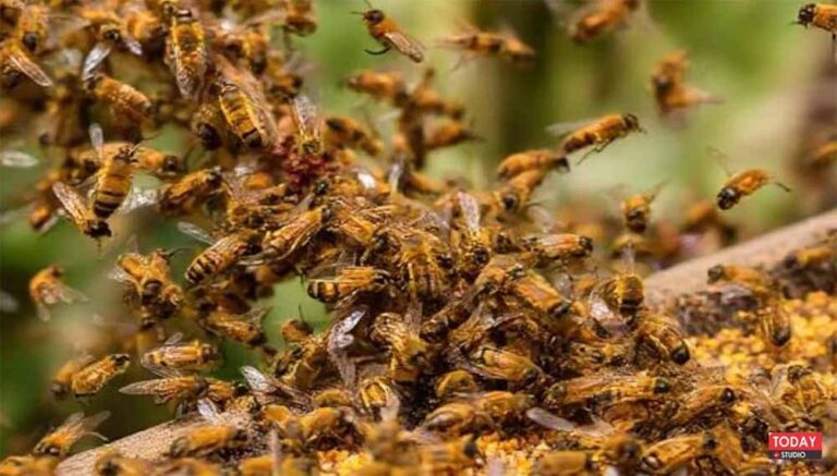 खेत में काम कर रही महिला पर मधुमक्खियों का हमला, इलाज के दौरान दर्दनाक मौत खेत में काम कर रही महिला पर मधुमक्खियों का हमला, इलाज के दौरान दर्दनाक मौत