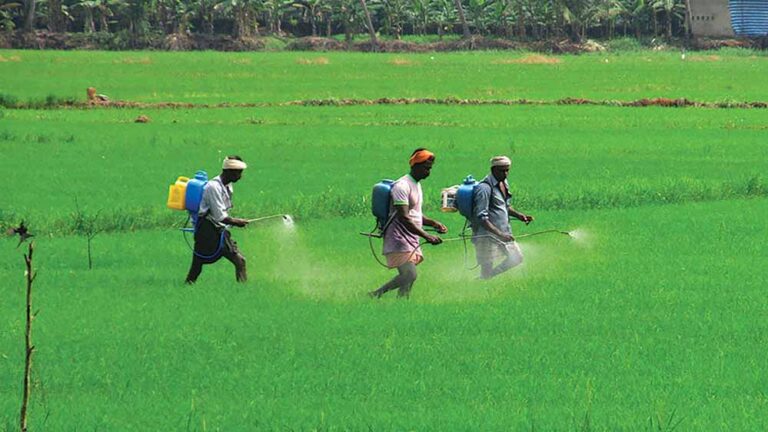 छत्तीसगढ़ में रासायनिक खाद पर्याप्त, किसानों को नैनो खाद के उपयोग के लिए किया जा रहा जागरूक