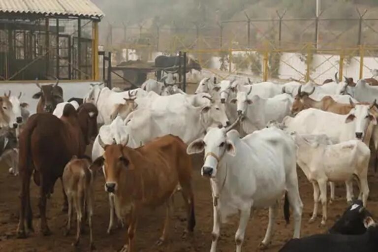 रायपुर : छत्तीसगढ़ में ‘गौधाम योजना’ की शुरुआत – पशुधन सुरक्षा, नस्ल सुधार और ग्रामीण अर्थव्यवस्था को मिलेगा संबल