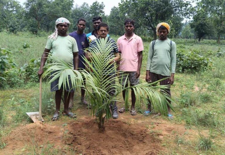 पॉम की खेती से किसानों को मिलेगा आय का स्थायी जरिया… पॉम की खेती से किसानों को मिलेगा आय का स्थायी जरिया…