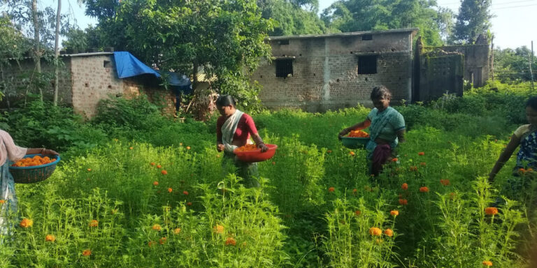 गेंदा फूल की खुशबू से महक रहा महिलाओं का जीवन….