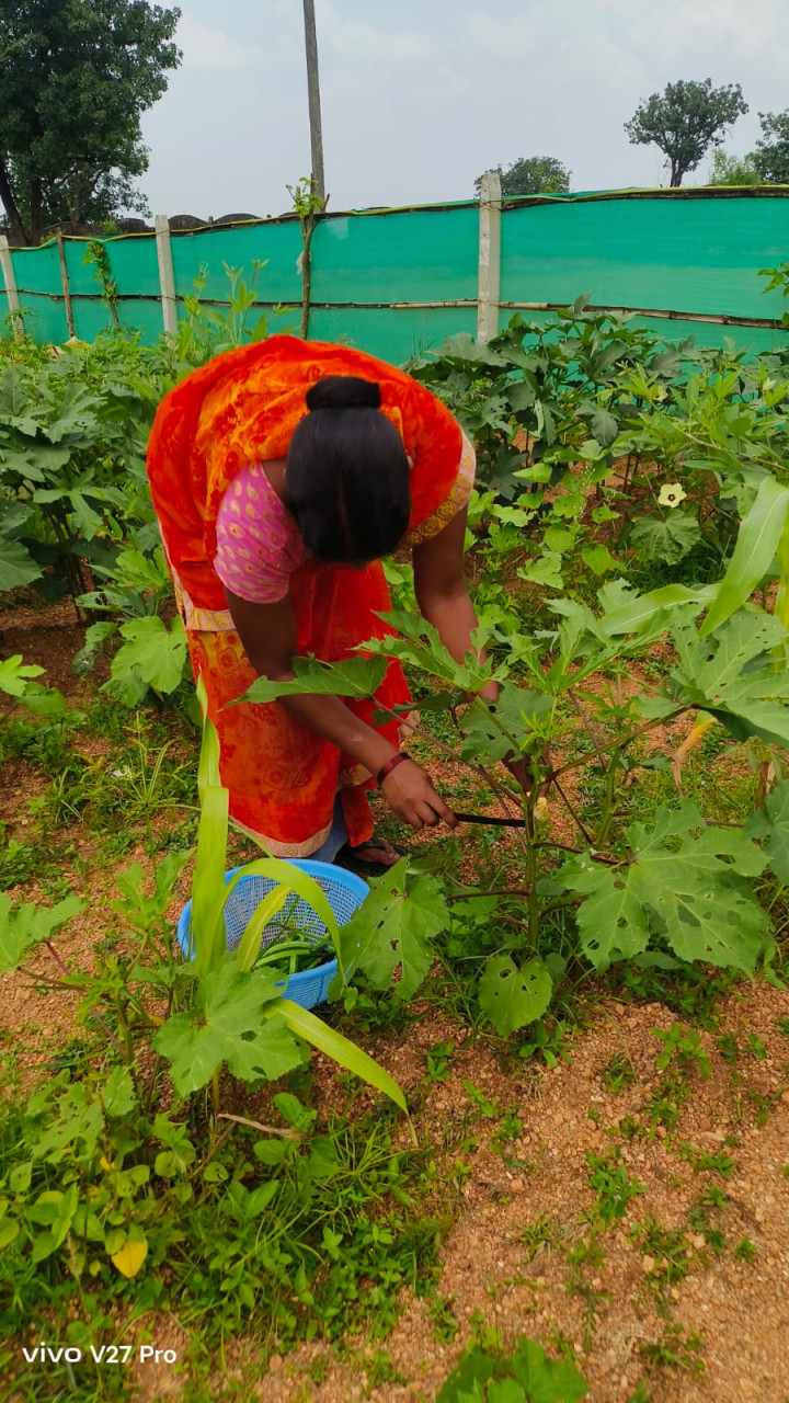 किचन गार्डन की अनोखी पहल : बेलडेगी स्कूल के बच्चे अपनी उगाई सब्जियां खा रहे हैं मिड-डे मील में…. किचन गार्डन की अनोखी पहल : बेलडेगी स्कूल के बच्चे अपनी उगाई सब्जियां खा रहे हैं मिड-डे मील में….