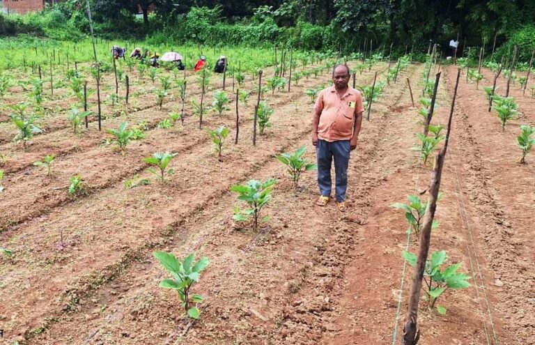 सफलता की इबारत: नवाचार और तकनीक से दोगुनी हुई किसान की आय, झगरपुर के किसान खगेश्वर प्रधान ने बैगन की उन्नत खेती से कमाया 2 लाख रुपए का शुद्ध लाभ….