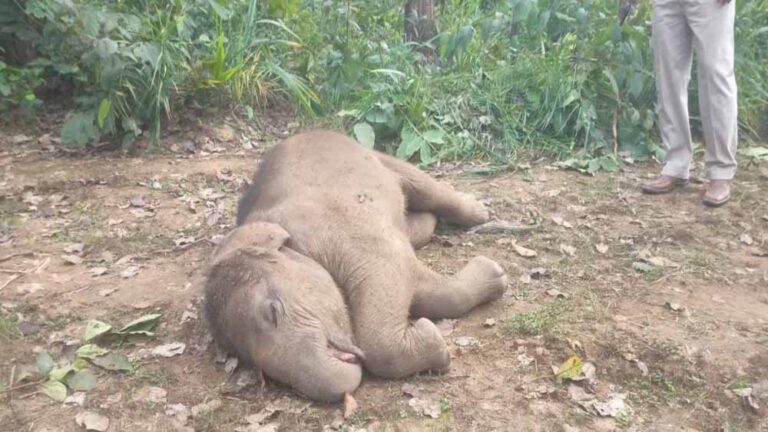 तालाब में डूबने से हाथी शावक की मौत, वन विभाग में मचा हड़कंप तालाब में डूबने से हाथी शावक की मौत, वन विभाग में मचा हड़कंप