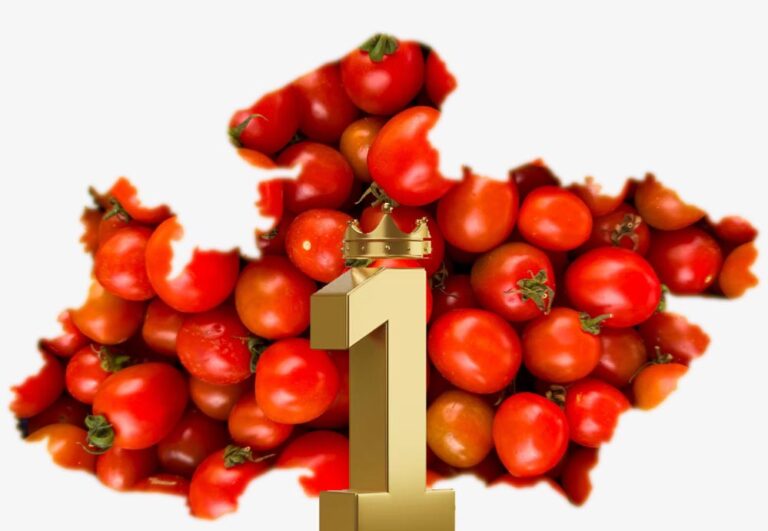 टमाटर उत्पादन में देश में नंबर-1 है मध्यप्रदेश