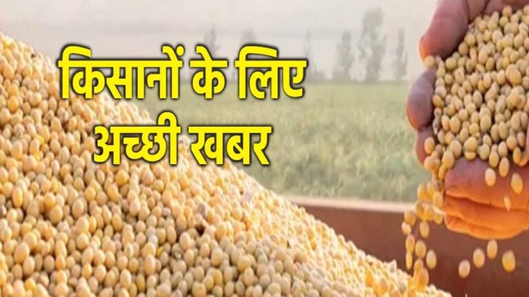 भावांतर योजनांतर्गत कृषि उपज मंडियों में हो रही है सोयाबीन की खरीदी