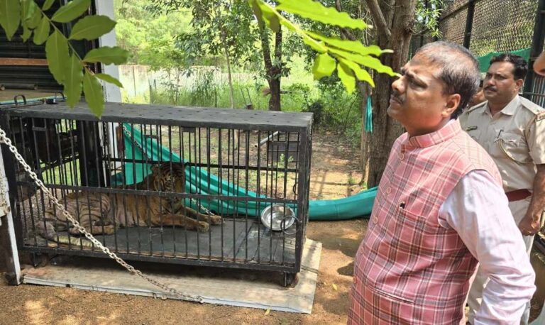 बाघिन ‘बिजली’ का होगा जामनगर में इलाज: वन मंत्री केदार कश्यप के निर्देश पर की गई विशेष पहल….