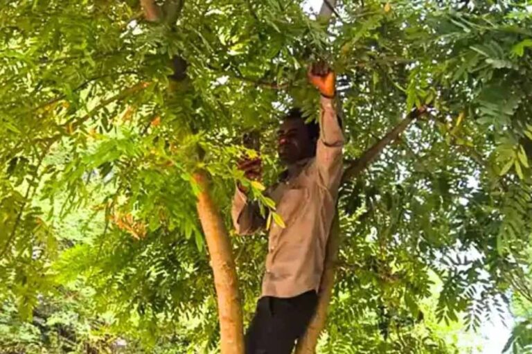 एमपी शिक्षक ने पेड़ पर चढ़कर किया ई-अटेंडेंस, नेटवर्क की समस्या ने बढ़ाई परेशानी
