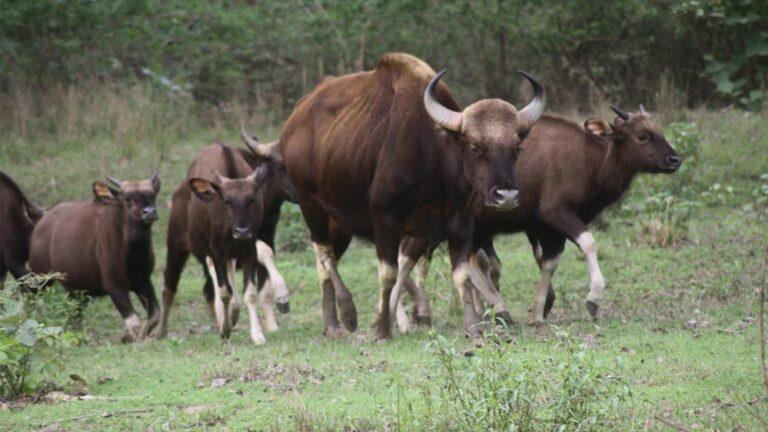 कान्हा नेशनल पार्क में आएंगे असम के वाइल्ड बफेलो, टाइगर रिजर्व में बढ़ेगा वाइल्डलाइफ रोमांच